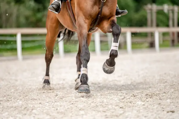 Silica sand for equestrian arena footing